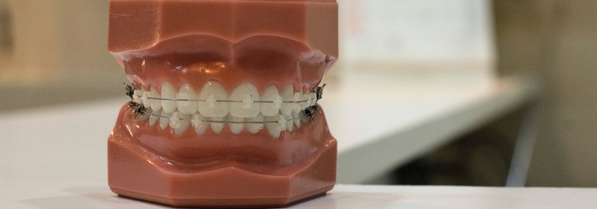 Dental teeth model